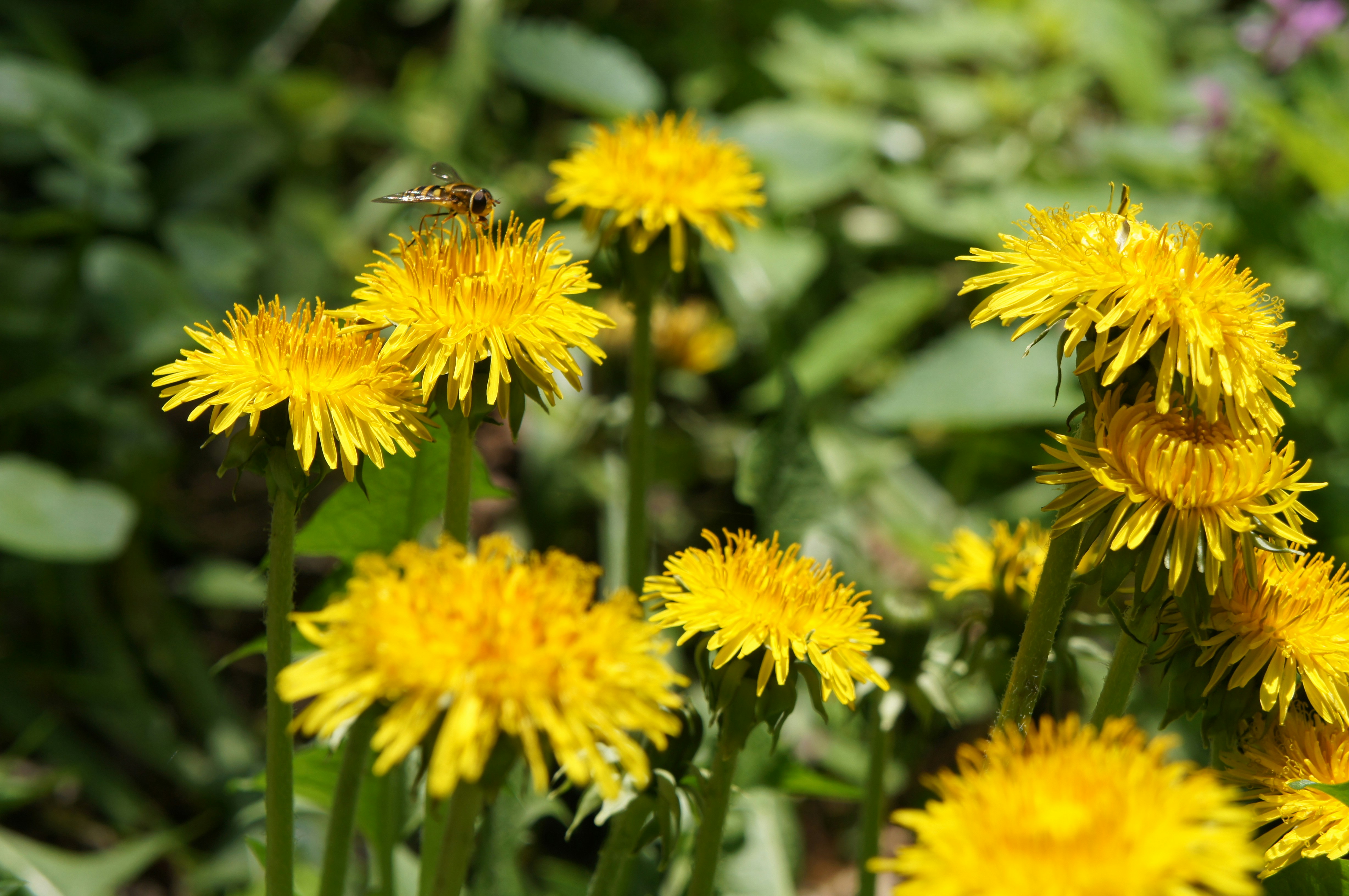 Use Weed Control to Kill Dandelions.
