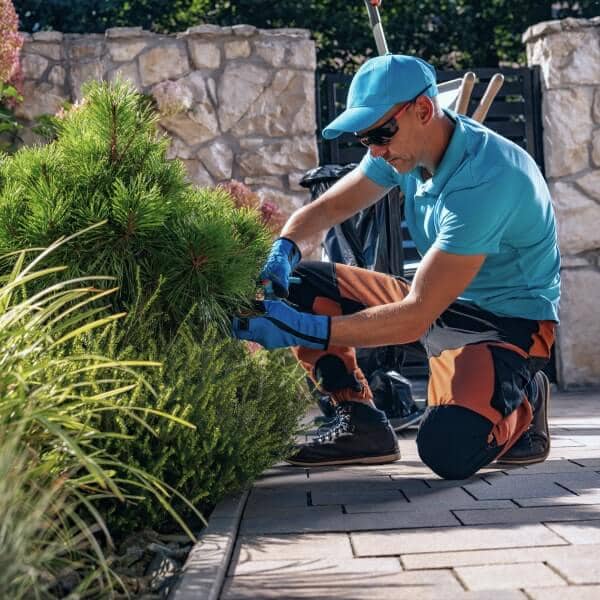 Bush Trimming Landscaping